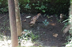 Papaya with her siblings