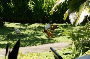 Our "neighbors" roosters that spend most of their time in our yard.The brown one is especially vocal. 