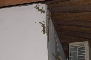 Several geckos hanging out by the front door