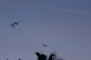 Bats outside our house. 