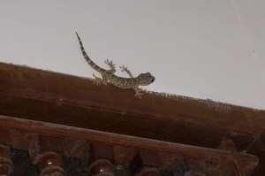 Gecko hanging out over our kitchen door