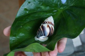 Close up of snail's shell