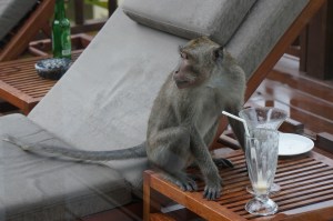 Monkey finishing off our drinks
