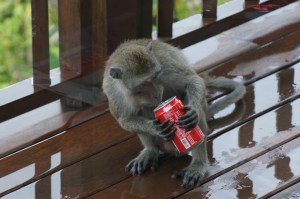 Young monkey drinking Coke