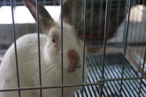 Day after his trip to the vet - looking much better. His nose is raw due to the removal of the enormous nest that had been built which created his enlarged nose. The Vet removed it and estimated there were millions of mites living in it. Horrifying!!!!