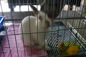 Casper day after trip to Vet. Looking better - crust still very noticeable on his feet and he is still very itchy! Poor bunny!